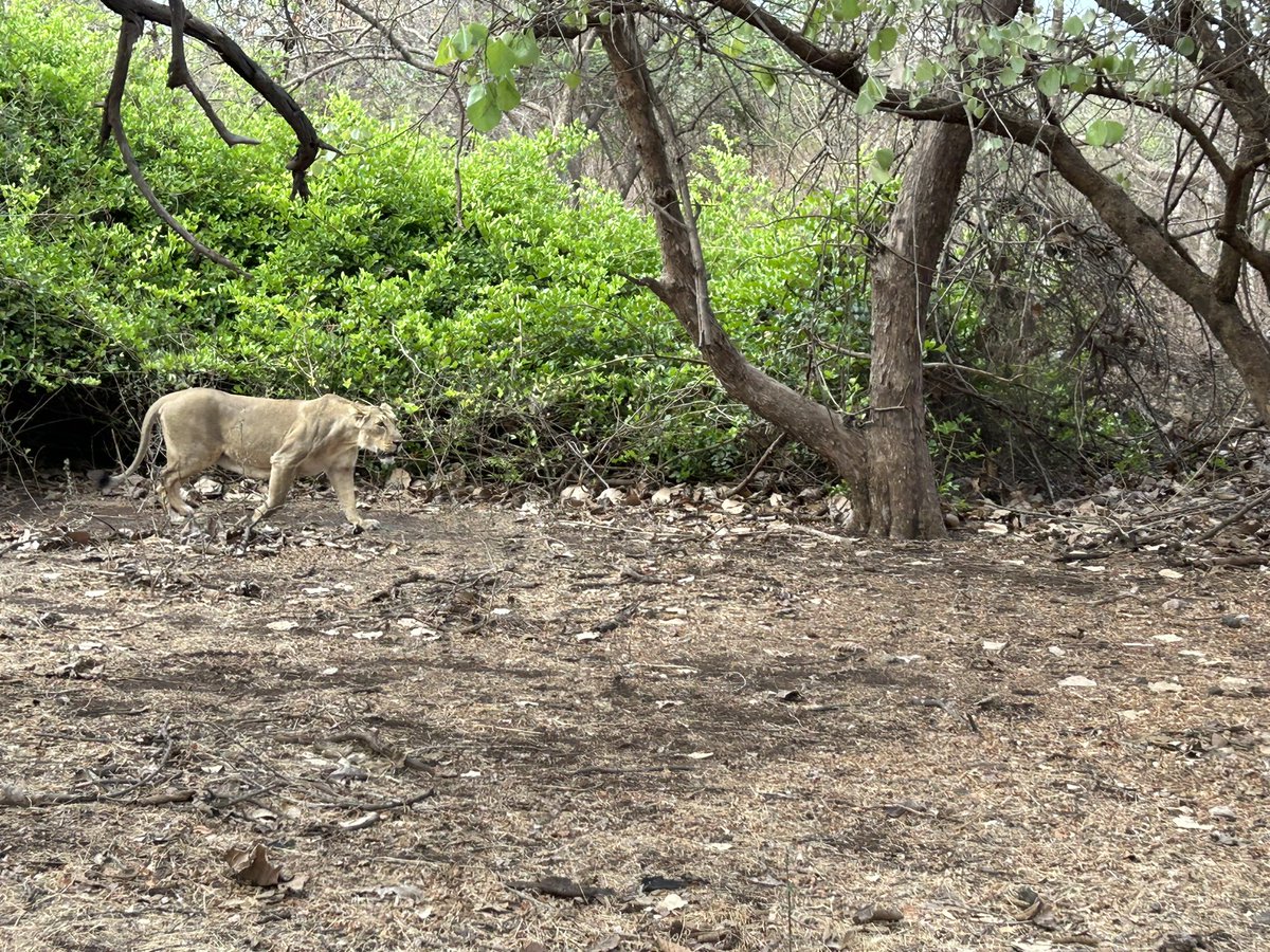 NGL we went to Gir to see the lion, but what left us speechless were the 4 species of owls, 2 kinds of mongoose, sunbirds, monitor lizards, crocodiles and the list goes on. The lion is majestic, but don’t exist in a vacuum, they exist because of the species around them.