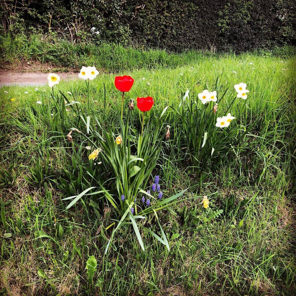 timofnewbury's tweet photo. Aldworth, Berkshire 29/4/2023 #hefefilter https://t.co/KhDgCmYJ0b https://t.co/LF0elbYxKr