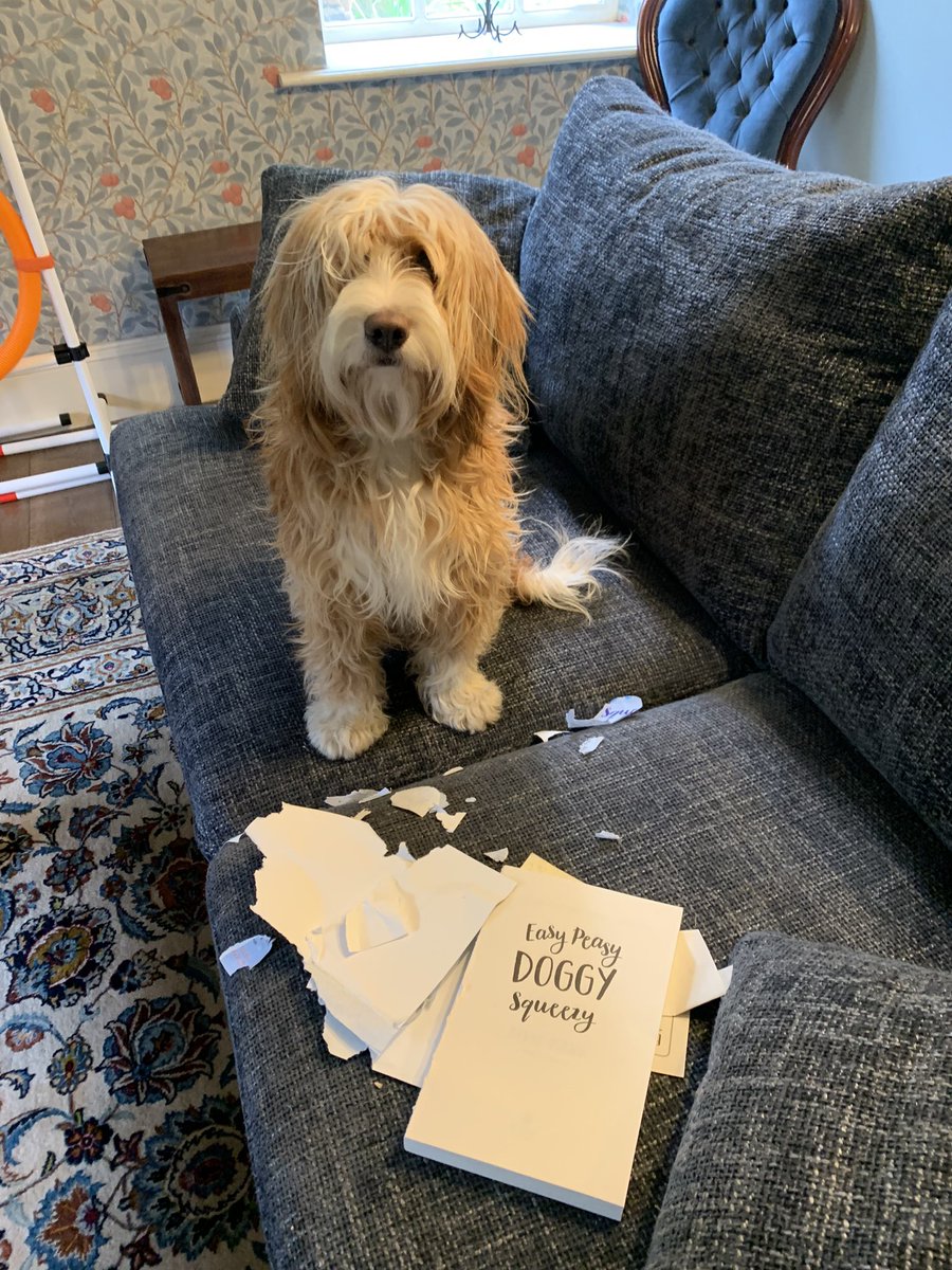 chouffester's tweet photo. Roobarb is looking so proud, clearly I missed an early lesson about control the environment (or that TT/springer mix can jump like zebedee) @SteveMannDog I think I need to work harder! https://t.co/3ExbbYpsIi
