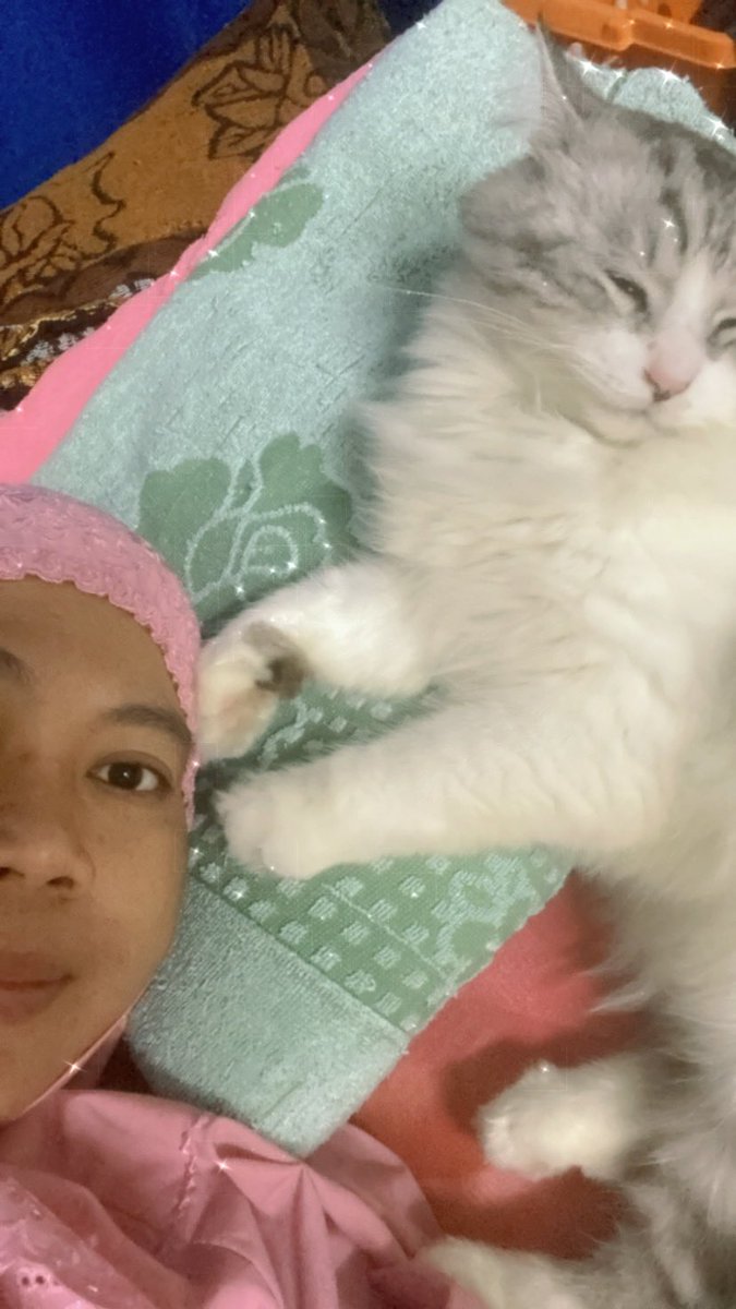 MissRejected's tweet photo. @ketengahketepi Tdo ngn kucing ni, die akn tarik aura negetif n bgi kite aura positif.. dlm ms yg sama sy jgk ade asma. Org ckp xelok kalau ade asma bela kucing. Tpi alhmdulillah sihat lgi smpai skrg. Xde lgi semput ms bela kucing. Depend ats diri msing2 la https://t.co/5ffdnVe1kJ