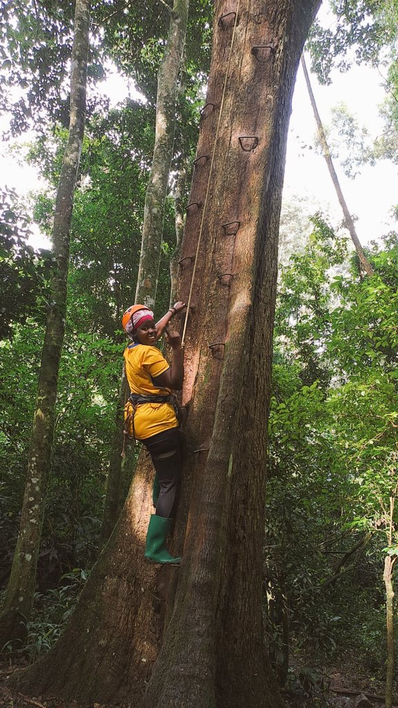 Conquering fears 💪🏾💪🏾💪🏾

Zip lining in Mabira forest 🌳🌳

#TourUganda #TourismWeek