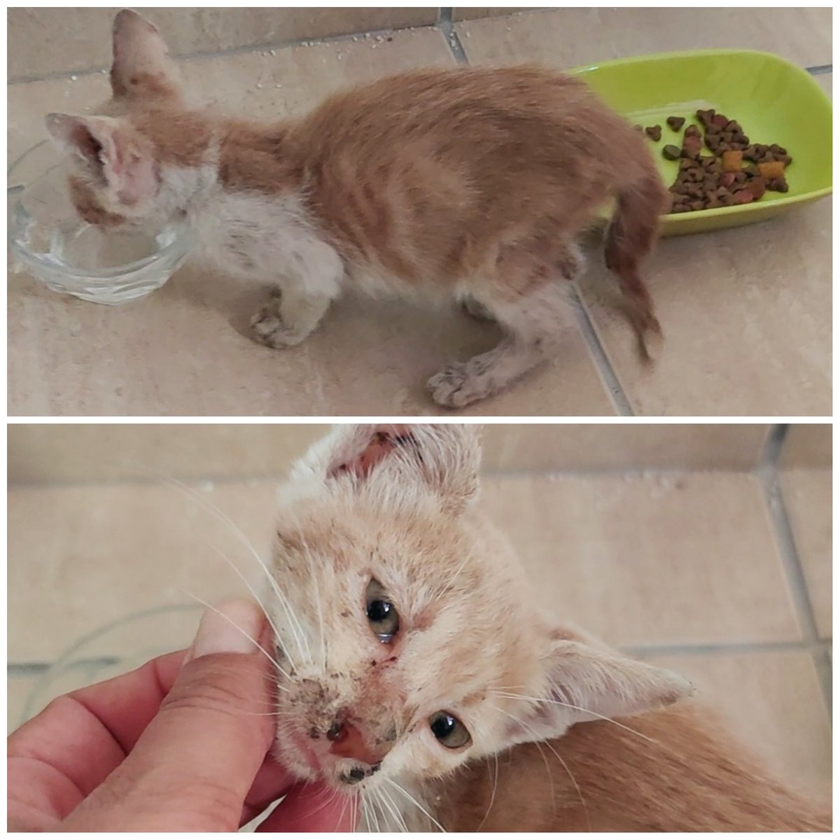 mbaharbakkal's tweet photo. Bir çöp konteyneri yanında hasta ve kuyruğu kopmuş bir haldeyken kendini kimseye farkettirememişti Umut. Ben farkettim ve gereken yapıldı. o benim umudum 💞 https://t.co/01bKkyFkdo