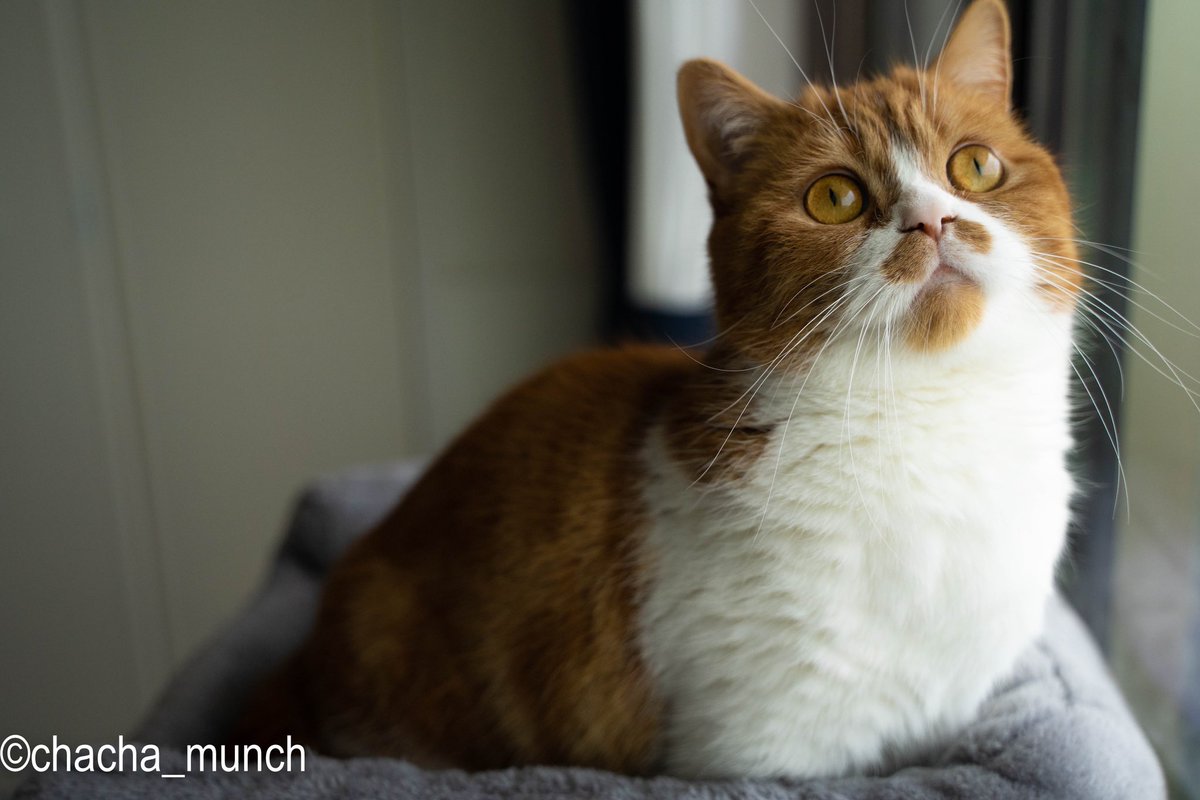 chacha_munch's tweet photo. キャットタワーが
いつもと違う場所で
わくわくな ちゃちゃ

#猫のいる暮らし #マンチカン #猫がいる幸せ https://t.co/CXWAoF7yfS