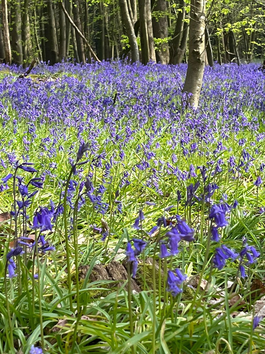 The woods in spring. A blanket of purple ❤️