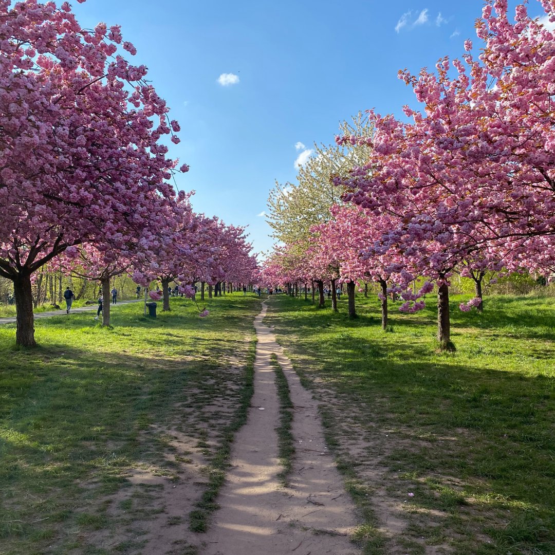 HohenseePatrick's tweet photo. Entdecke die Schönheit der japanischen Kirschblüte 🌸 Die Blütezeit steht für Vergänglichkeit, aber auch für Neubeginn und Erneuerung. Lass uns von ihr lernen, den Moment zu genießen und neue Chancen zu ergreifen. #Japan #Achtsamkeit #Ikigai https://t.co/yTz068Zz7p