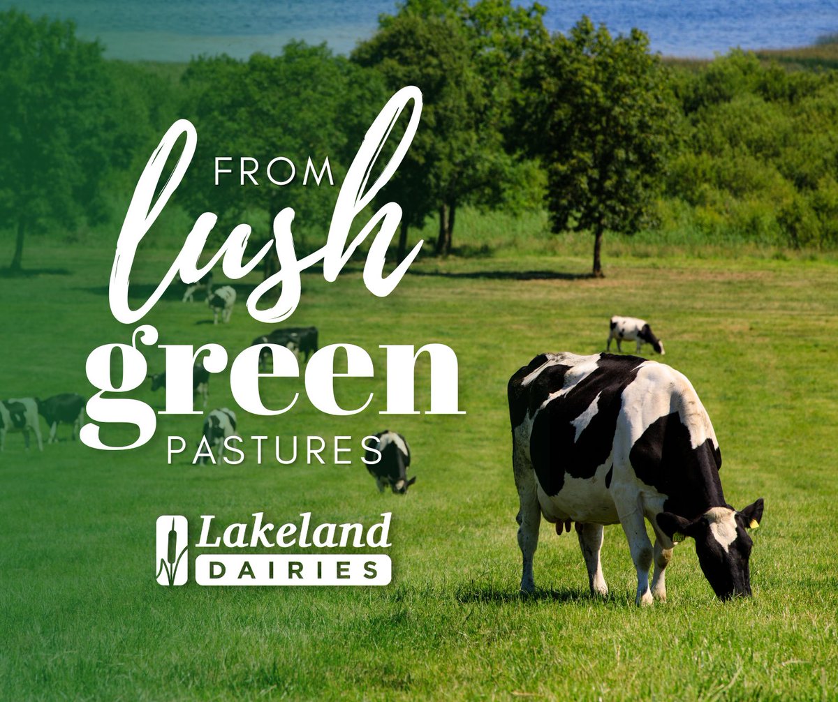lakelandFS's tweet photo. Steeped in #Irish heritage, we enjoy a rich history of developing innovative dairy products from high-quality, wholesome milk produced in the way nature intended – from cows grazing freely on natural grass grown on the lush pastures of family-owned farms. https://t.co/4vszCDLD5s
