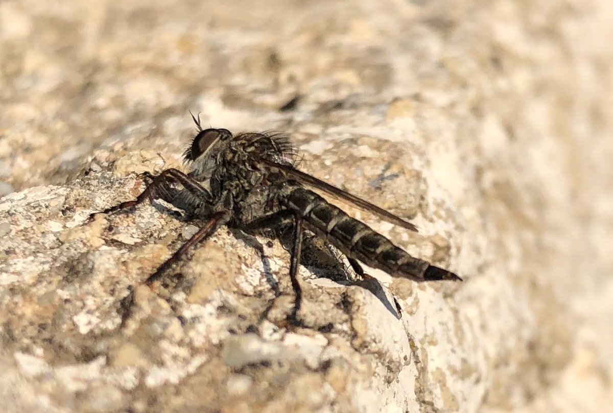 SteveTypesStuff's tweet image. #worldrobberflyday a small #robberfly in Samos (east Mediterranean), sunning itself on a wall.