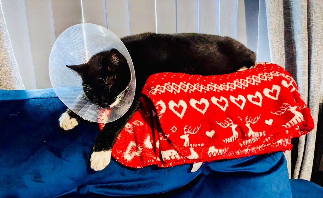 Flash, sister of Shadow, both cat rescues living with my human’s son in England.

She came back injured from hedgewatching 😿

The vet had to put in lots of staples. She’s not very happy but likes the Xmas blankie! Please send some love ❤️ 

#SoreSunday #CatsOnTwitter #Hedgewatch