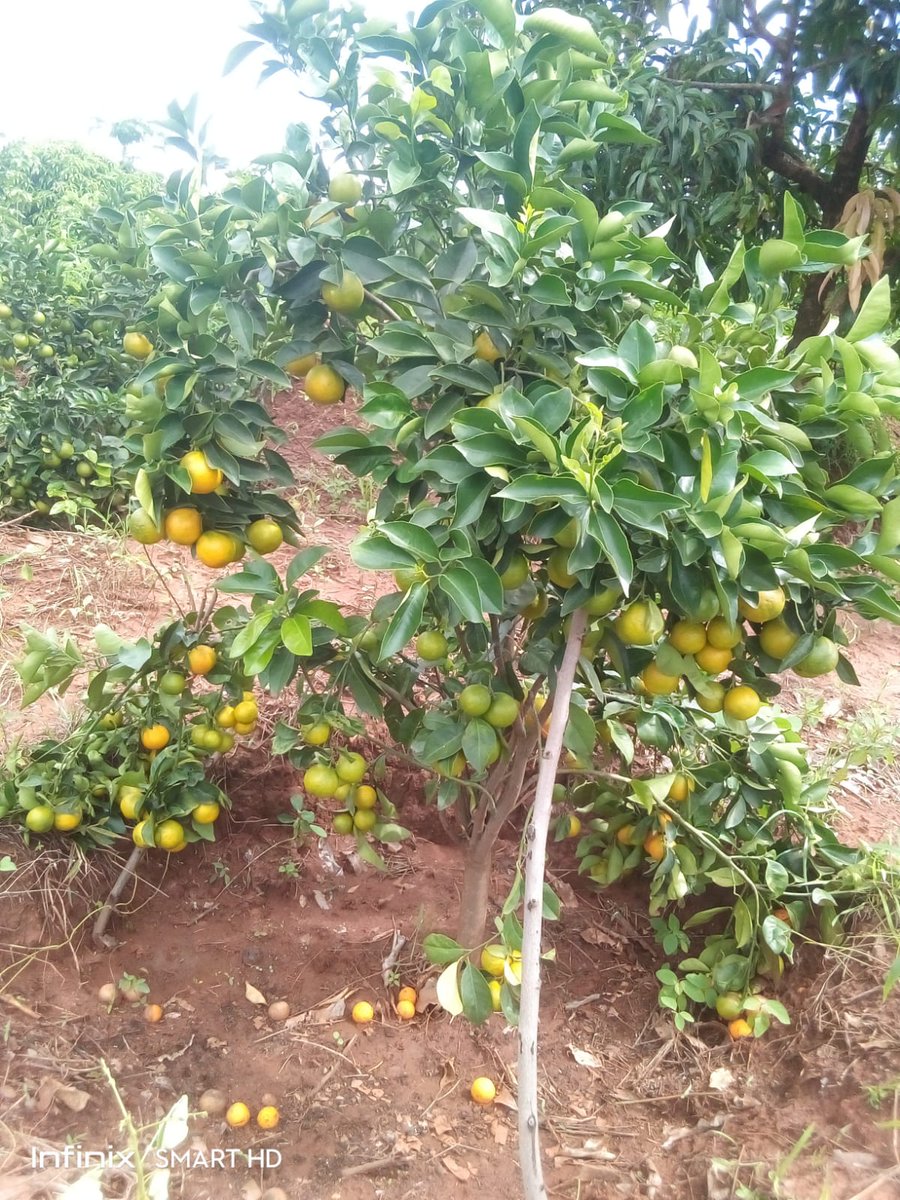 Juicy sweetest seedless pixies