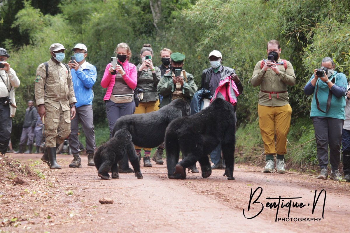 bentique3's tweet photo. Sometimes the Gorillas 🦍 decide to find you where you are just to make the experience more thrilling.
Today it’s was gorillas tracking humans in Ruhija sector of Bwindi Impenetrable National Park.
#29DaysofUGBeauty #Travelwithme #ExploreUganda https://t.co/L3GnDE8hLO