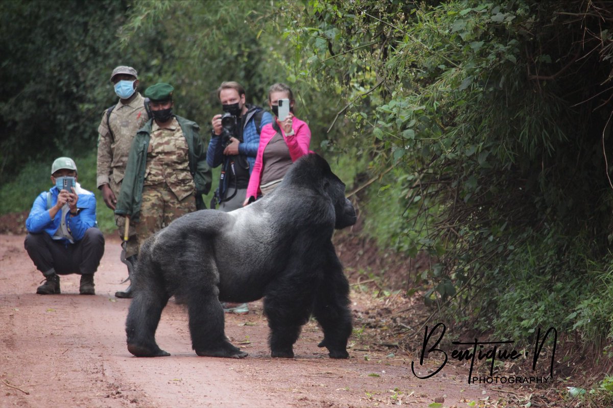 bentique3's tweet photo. Sometimes the Gorillas 🦍 decide to find you where you are just to make the experience more thrilling.
Today it’s was gorillas tracking humans in Ruhija sector of Bwindi Impenetrable National Park.
#29DaysofUGBeauty #Travelwithme #ExploreUganda https://t.co/L3GnDE8hLO
