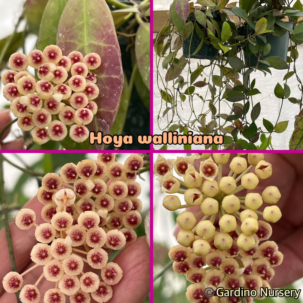 Hoya walliniana. It’s native to Borneo. Small flowers with mild sweet scent. Adorable!