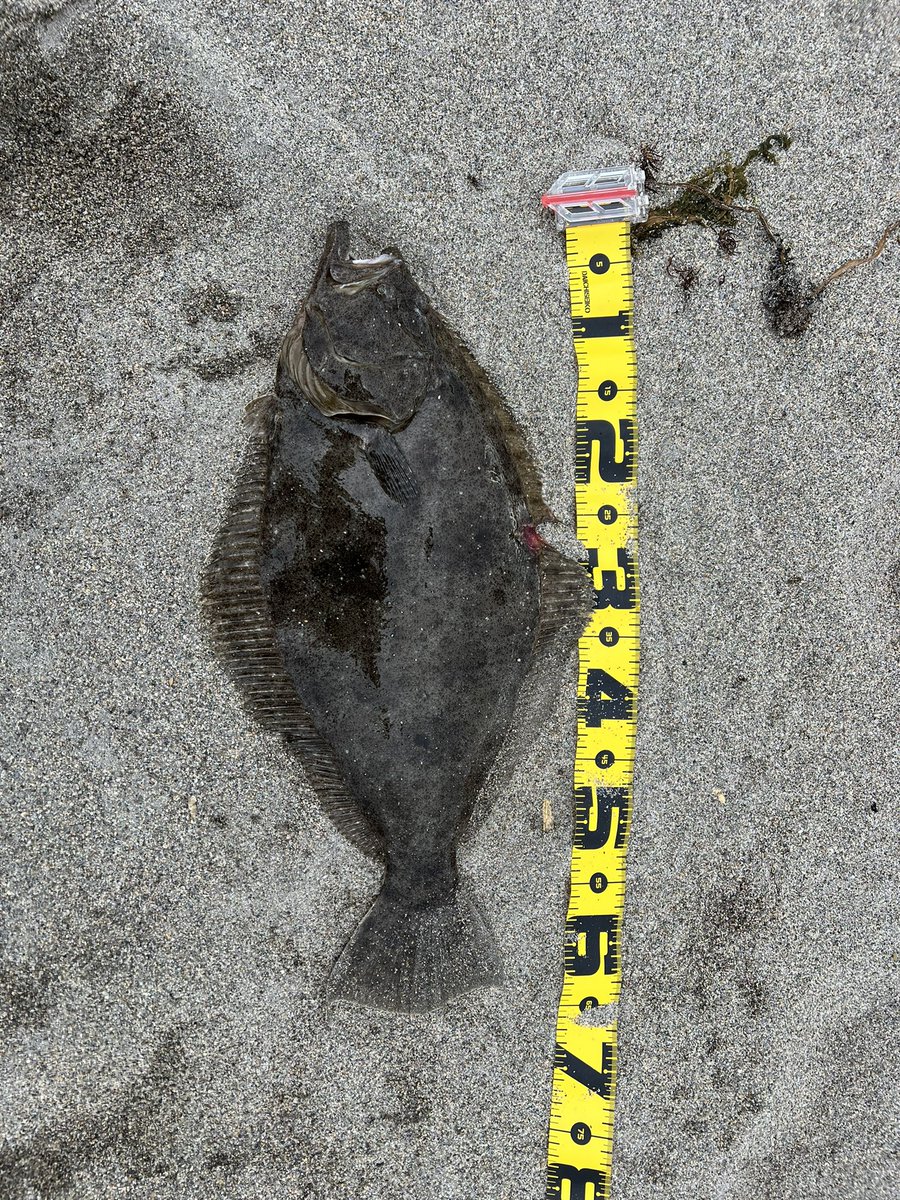 ptm2310's tweet photo. 鳥取サーフにて
河口付近の稚鮎パターンって地元の方から教えていただいて、選ばれたのはモンショでした
＃モンスターショット https://t.co/n7HHuoAnJW