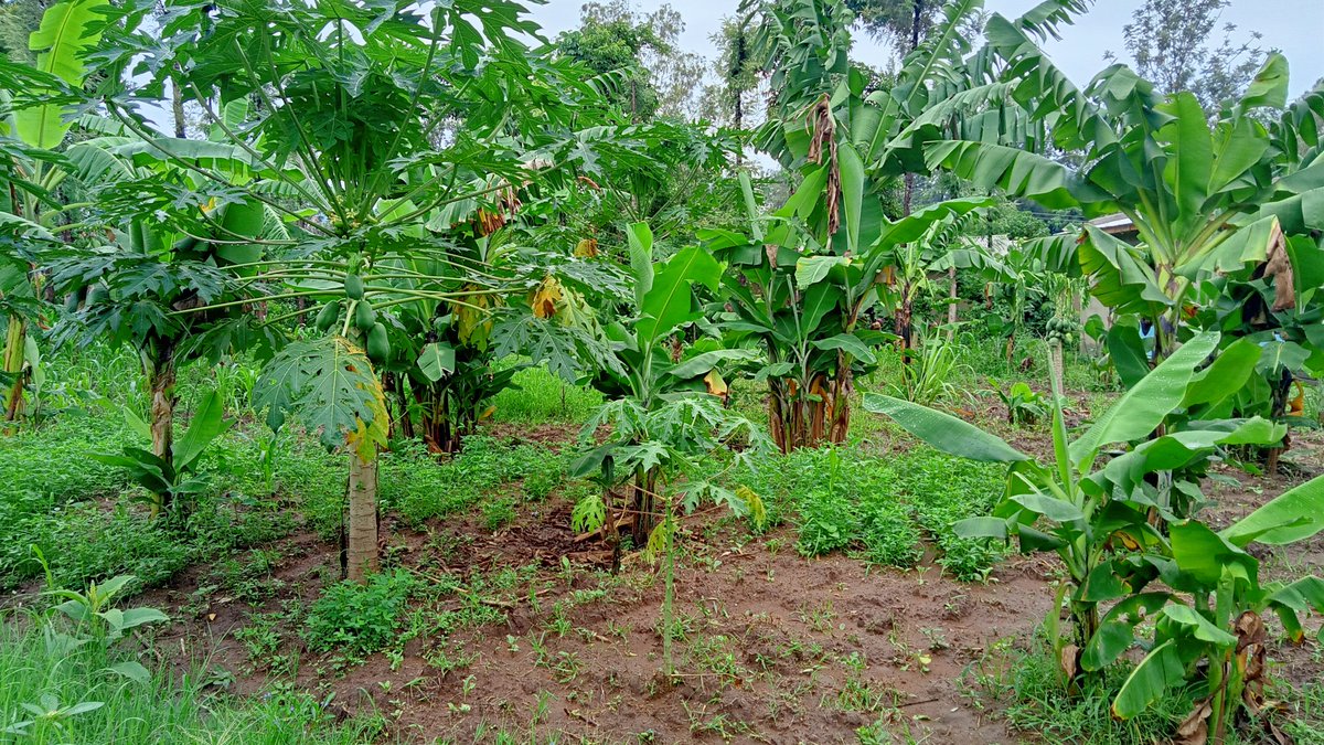 All about #conservation #agricultureandfarming
•Crop rotation: Growing different crops in succession will improve soil fertility, reduce soil-borne diseases, and prevent nutrient depletion.