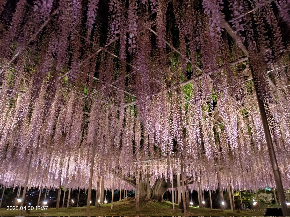 Kazooklyn's tweet photo. GW前半戦ハイライト
だるまの絵付け体験も楽しかったけど、藤の花は特に圧巻だったなぁ……
後半戦も楽しみ！

 #達磨寺
 #富岡製糸場 
 #あしかがフラワーパーク https://t.co/3OzL6sLx31