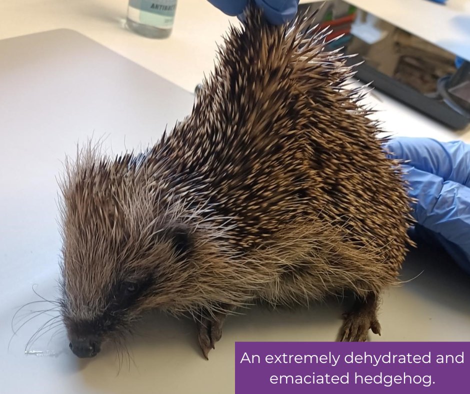 ScottishSPCA tweet picture