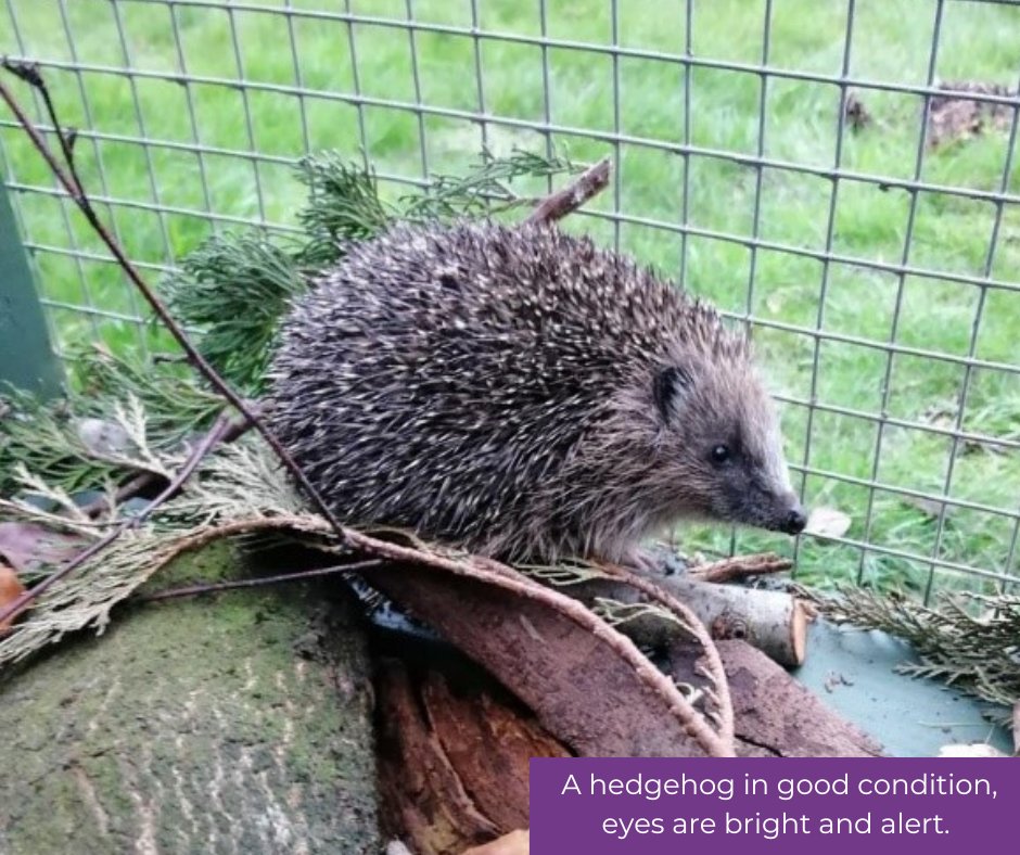 ScottishSPCA tweet picture
