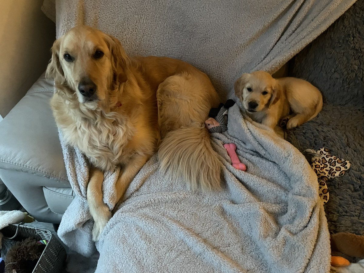 Monkey_Shell's tweet photo. The only thing better than a golden retriever is 2 golden retrievers 🥰 #baileyandbella https://t.co/AOYhSkEOgO