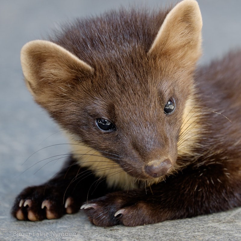 DailyMarten's tweet photo. What counsel do you seek of the marten?

#Marten #PineMarten https://t.co/5Z5FuC3VNe