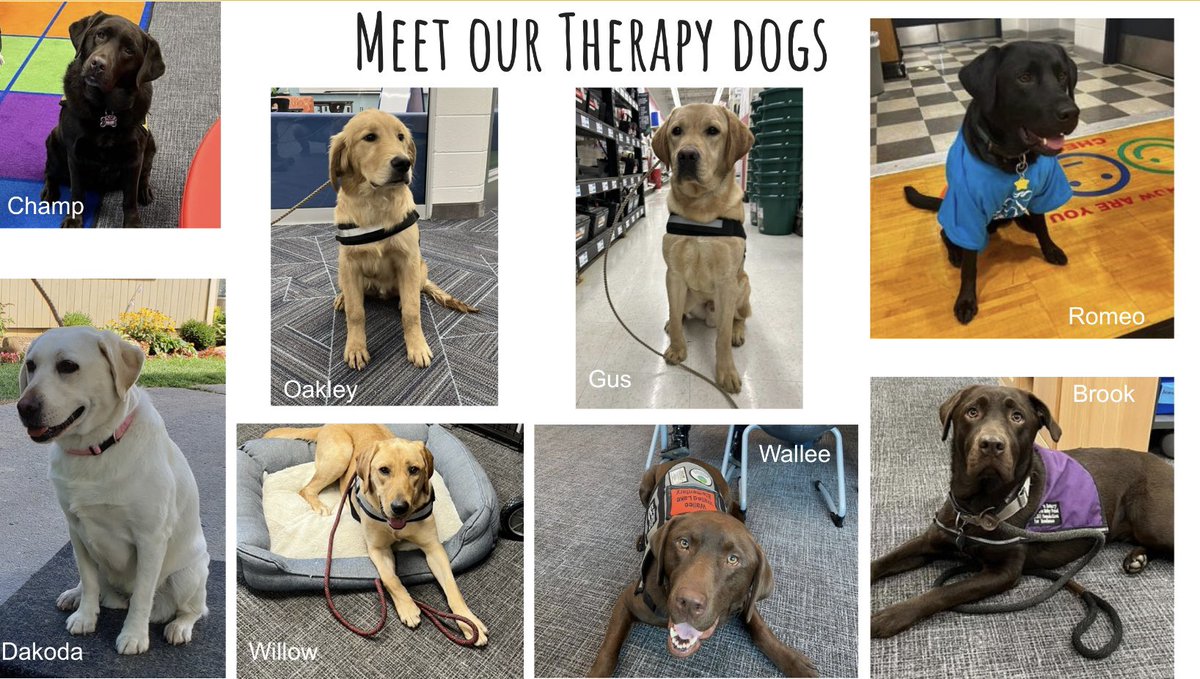 #nationaltherapydogday We are proud of each of our therapy dogs and all the work they have done in our district, community, and other school districts! 🐾💕#schooltherapydogs #dogsoftwitter @meadow_BROOK_ @DragonDogWillow @WalleeWLE @dog_champion @WalledLkSchools @OaklandSchools