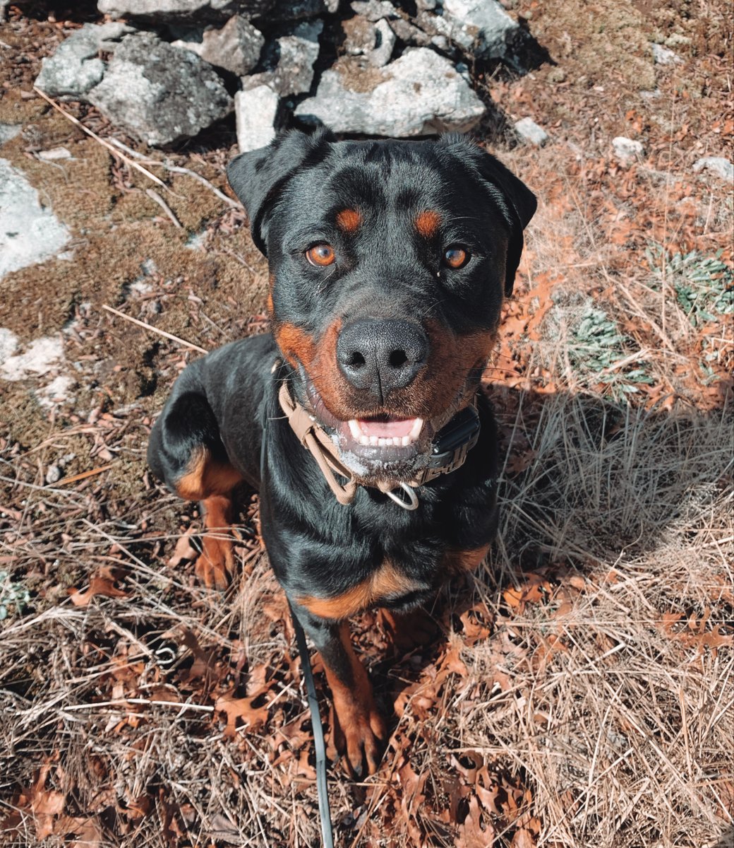 CMactual's tweet photo. Meet Marcus! 

We adopted Marcus from the Orange County Animal Shelter in NC. We originally visited the shelter that day to just look around, but when we arrived, we heard about a really sweet Rottweiler in the back. When we went back there, we saw an absolute wiggle butt who was dying for attention! We brought him out and quickly realized he had what it took to be a Charlie Mike Battle Buddy. 

We don’t know much about where he came from, but we do know that he is young and full of drive. He has done well throughout his training and has now been adopted by a #Veteran! Hooray for Marcus! 

#NationalAdoptAShelterPetDay