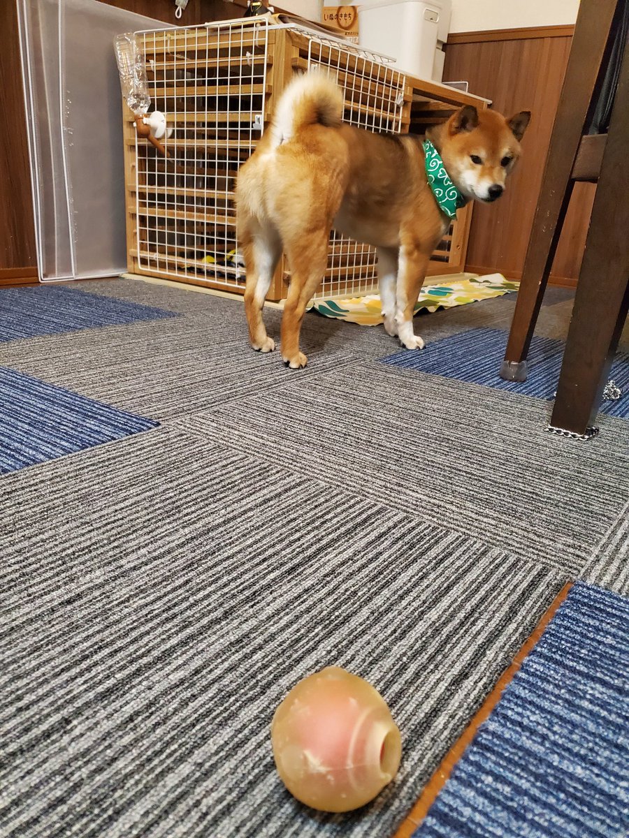 0501Uta's tweet photo. 明日2歳になります🐕️
新しいお友だちとはまだ距離がありそう。 https://t.co/LgnX7Hr4eA