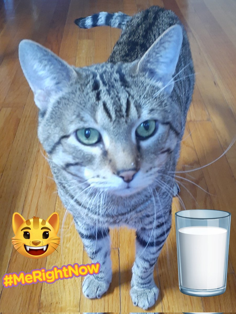 sjoy1125's tweet image. Mom claims I stole some cream while she was having her morning coffee. It wasn't me... the drops on my nose were planted by Gertie 😼 #InnocentUntilProvenGuilty 
#TeamBengal ❤
