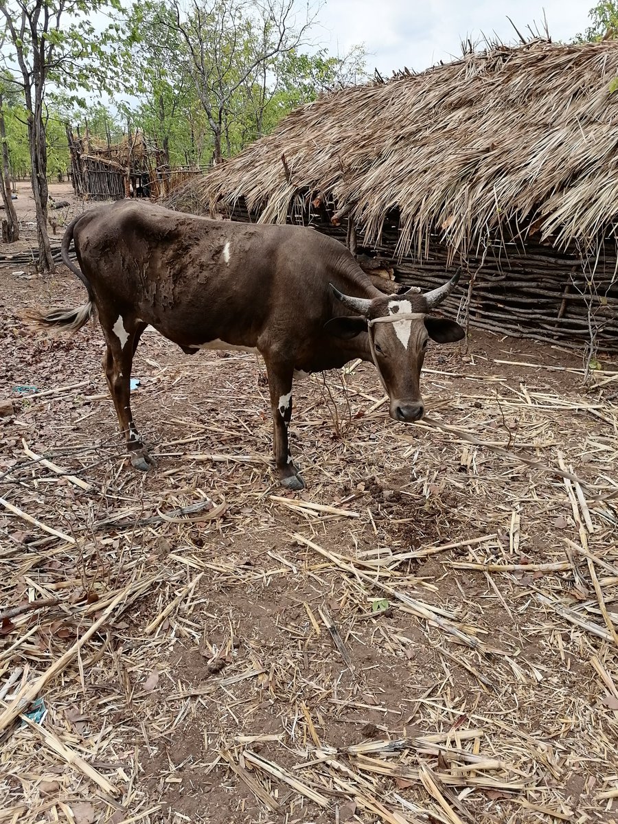 cmbosha's tweet photo. The hard Mashona cattle have fine qualities, among them disease resistance and high fertility. https://t.co/BKaqaZdx5x