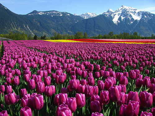 Purple Tulips, British Columbia, Canada #PurpleTulips #BritishColumbia #Canada marthasilva.com
