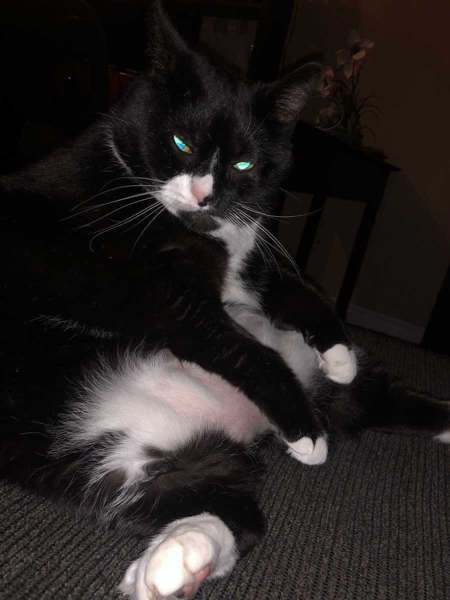 StarTuxie's tweet photo. #tuxedocat #TuxieGang #Cat #CatsOfTwitter #CatsAreFamily #catsofinstagram give me a treat !!!! https://t.co/AS8QxhoyrB