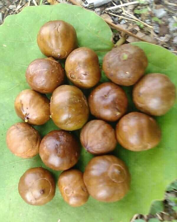 kiranpatel2994's tweet photo. અળવા

અળવાને જંગલી ચીકુ તરીકે ઓળખવામાં આવે છે.ખાસ કરીને દક્ષિણ ગુજરાત અને મહારાષ્ટ્રના જંગલોમાં ઊનાળાની ૠતુમાં તેમજ ચોમાસા ૠતુની શરૂઆતમાં આ ફળ જોવા મળે છે. જેને સૂકવીને કે પકાવીને ખાઈ શકાય છે. આ ફળ સ્વાદે ખૂબ જ સ્વાદિષ્ટ અને પોષ્ટિક હોય છે. આ ફળ ડાંગ નવસારી તાપી વલસાડ https://t.co/zBgzEVZP7E