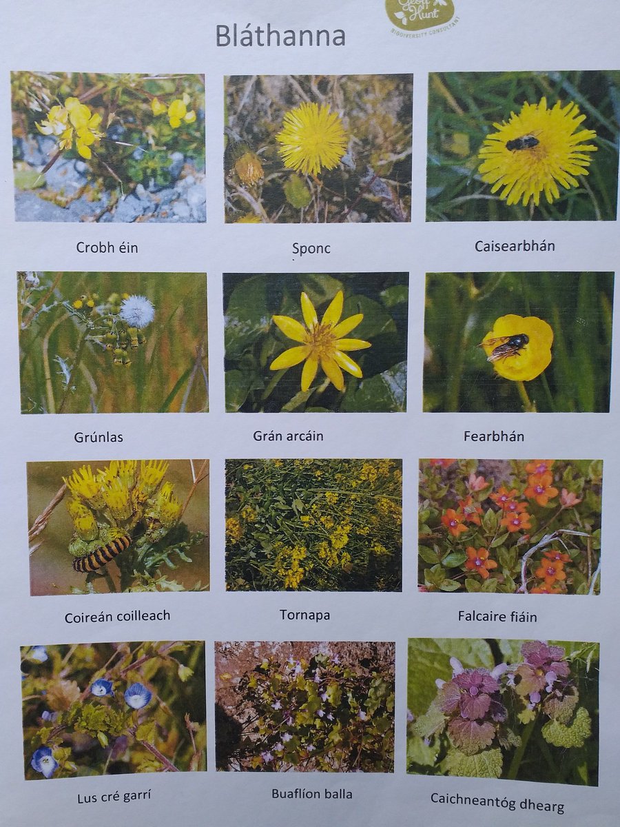 GeoffHunt11's tweet photo. A free poster of wildflowers found around schools. Email geoffreyhunt@eircom.net for the pdf https://t.co/EqKU1Lp76W