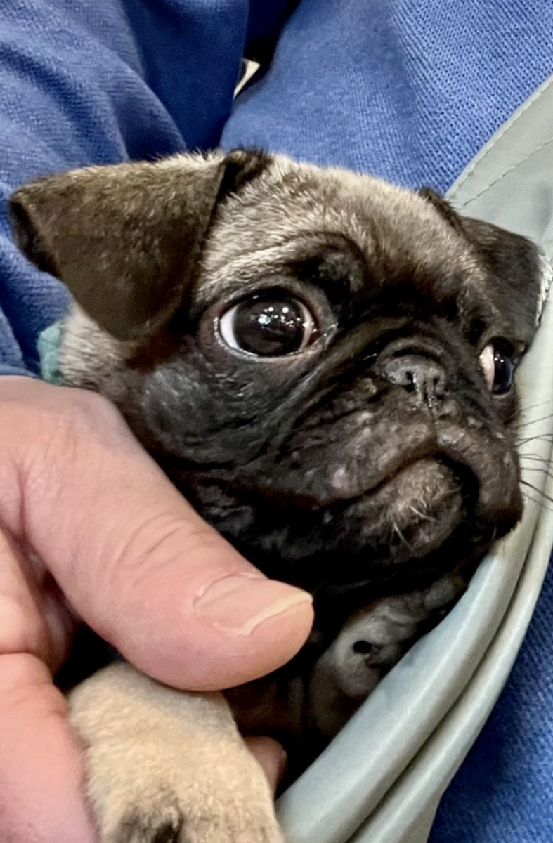 James A York MD tweet media