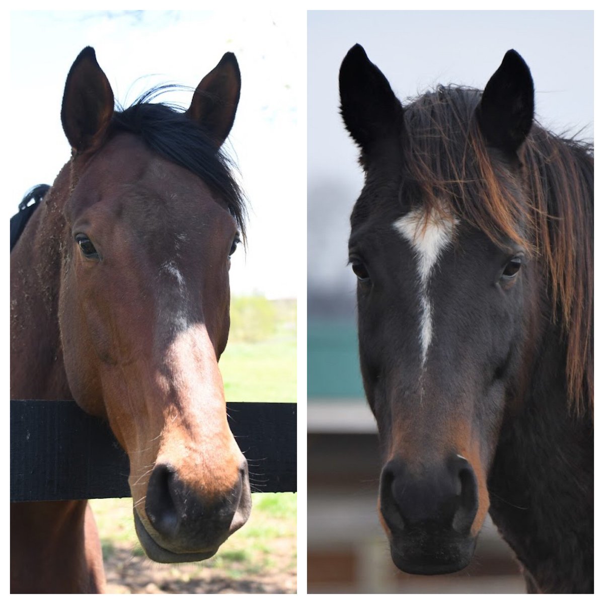 Oldfriendsfarm's tweet photo. Old Friends Birthdays: Today it's TIMOTHY JAMES (11) &amp; OSTROLENKA (11). They share the same birthday but want separate parties. Need two party planners stat. Photos @battles_laura https://t.co/YdEdSLxkxh