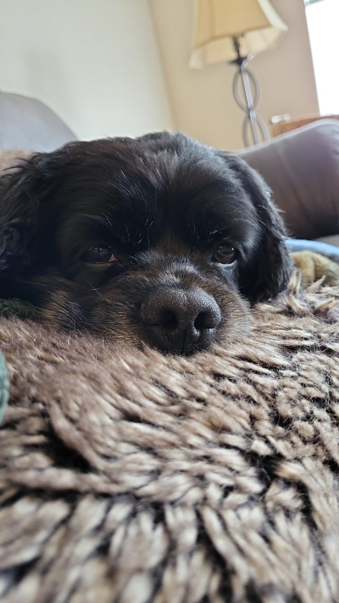Squishy Old Man #dogsoftwitter #CockerSpaniel UKDogOwner.co.uk/dog-breeds/Coc…