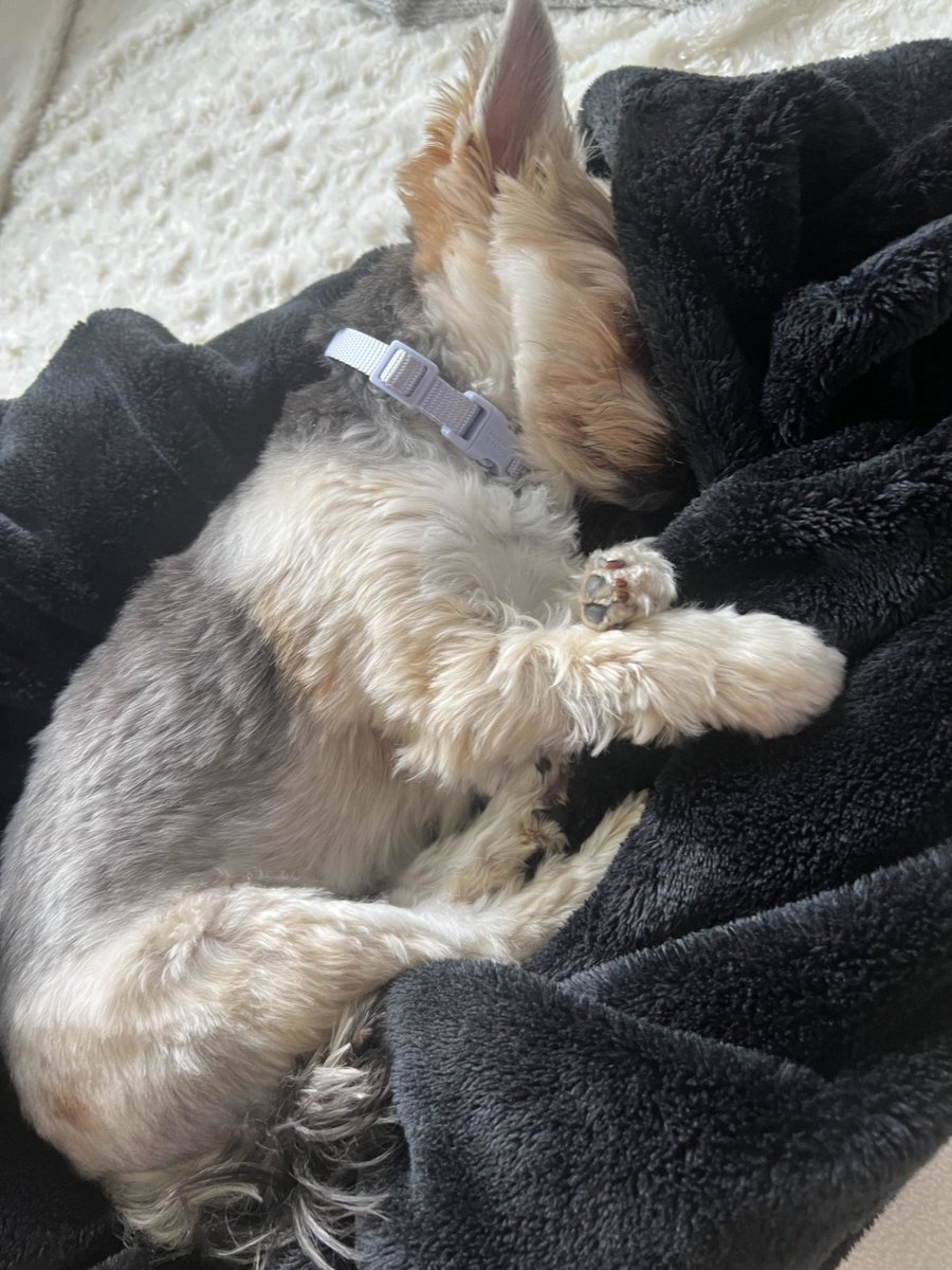 Soft blanket thief! #dogsoftwitter #YorkshireTerrier UKDogOwner.co.uk/dog-breeds/Yor…
