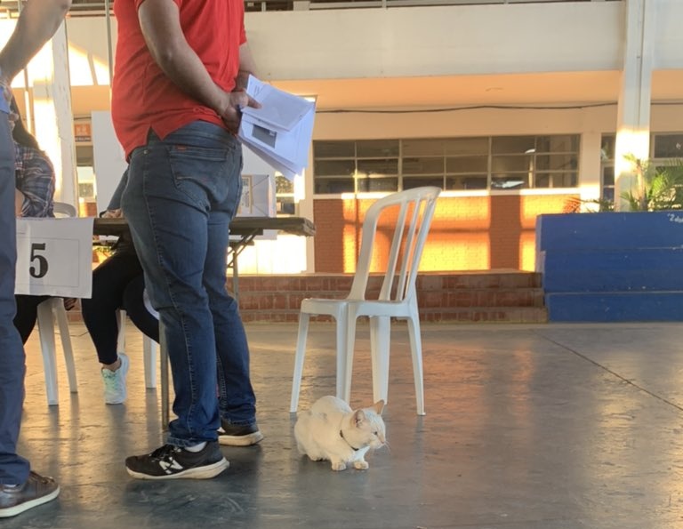 koalandeMichi's tweet photo. Todo tranquilo por la mesa 5, pero no enviaron todavía las croquetas ni el pollito y así no se puede trabajar 

PH: @CannoliGina https://t.co/CGRtp5PeXX