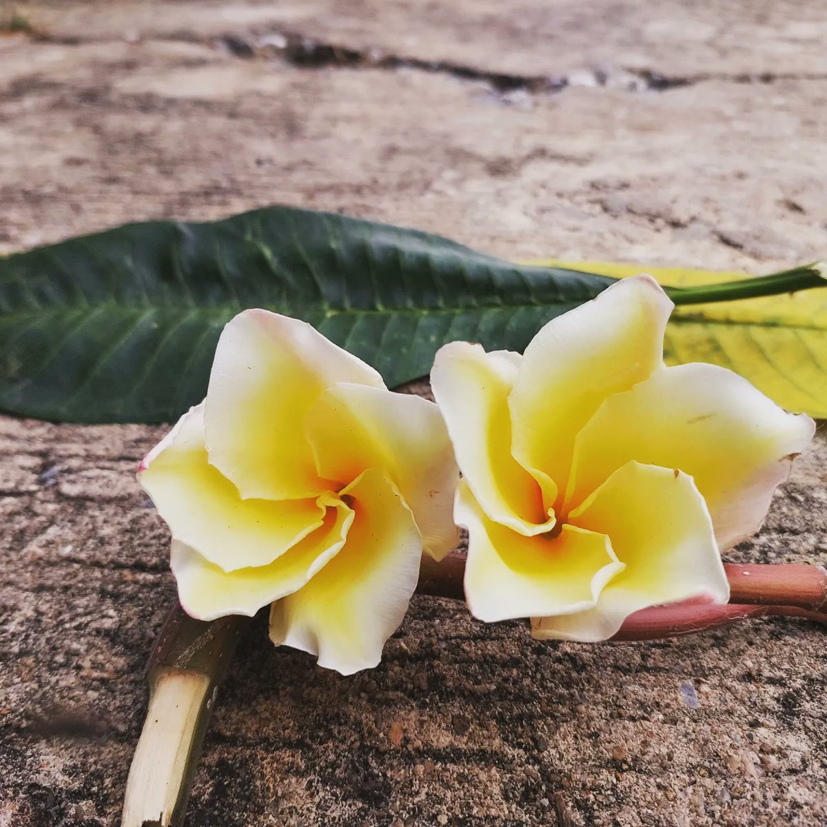 wanorn_'s tweet photo. 🌼☘️ https://t.co/6YJ4xUT4do