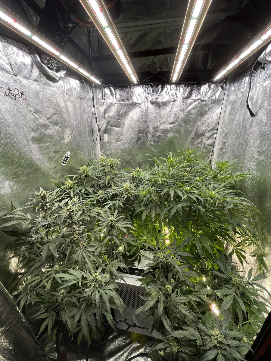 PushnPhosphorus's tweet photo. Day 47.
@GrowersChoice_ #ROIE420
@autopotusa 3.9 gals
(pushnautopots) 10% off the US site!
#GrowersChoiceLEDs #Autopots
#Autopotsrollout https://t.co/kr4fQQGsEg