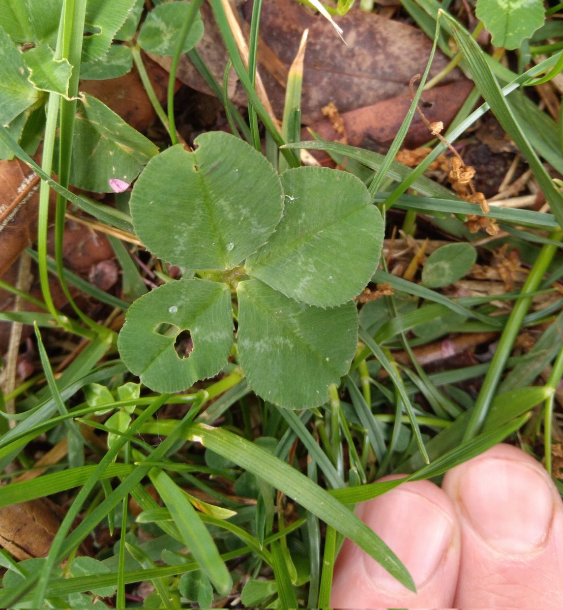 mooninabucket's tweet photo. Still lucky with a couple of pieces missing?...
Missing a couple of pieces myself, so I'm gonna say yeah.
💚🍀
#writingcommunity #writer #amwriting #lucky #fourleafclover #fourleaf #fourleafclovers #writing #writerthoughts #penseedujour https://t.co/Ti5E9eHAfz