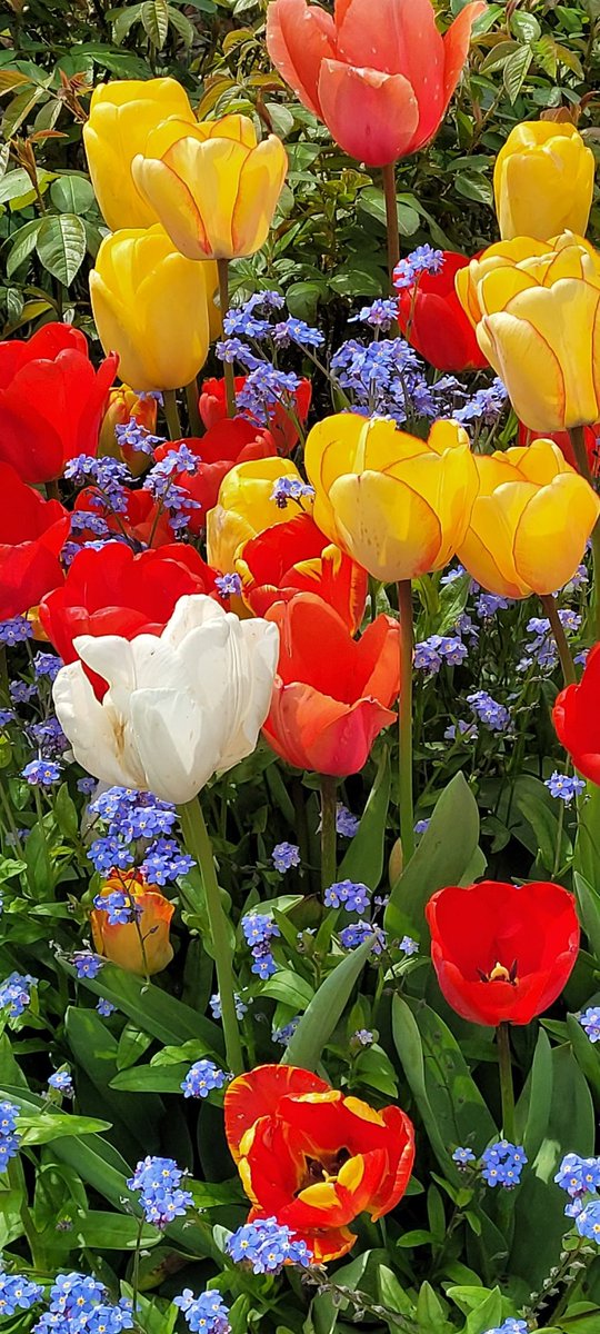 Arundel Castle , Sussex Tulip festival 😊