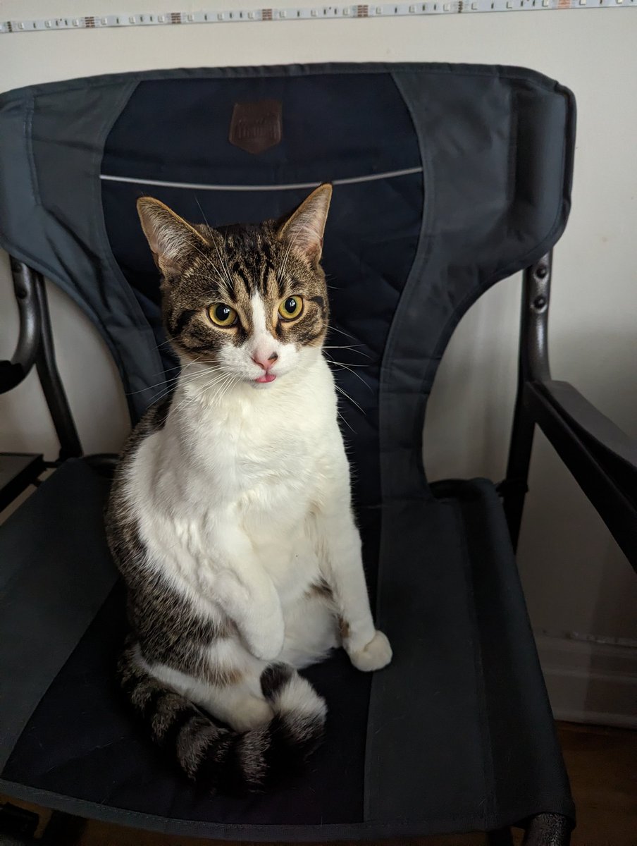 hxcbored's tweet photo. Blep #cat #teddy https://t.co/rxfG8uF56Z