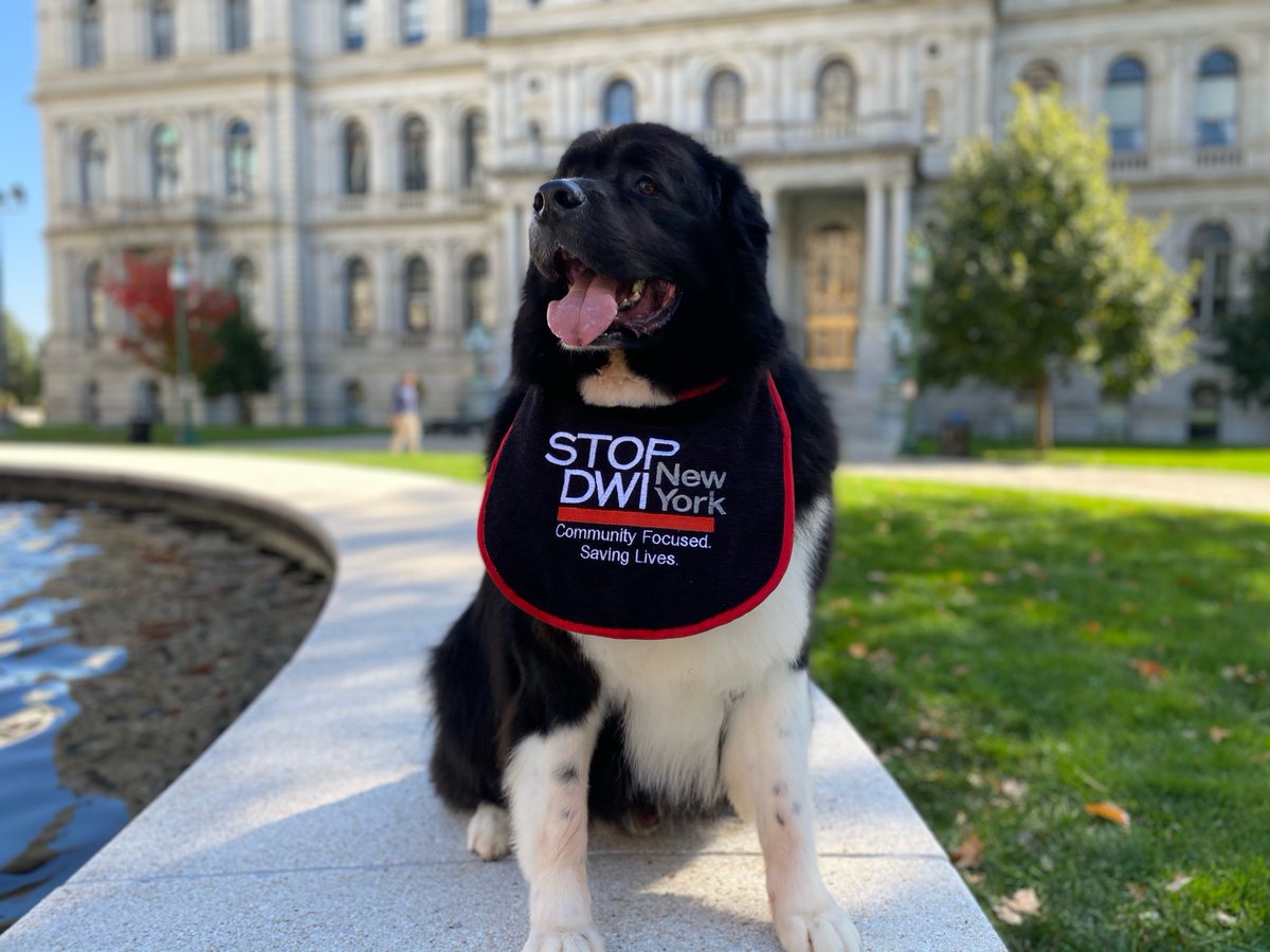 STOPDWINewYork's tweet photo. Hello! My name is Biff. I may be a dog, but I know a thing or two about staying safe on the road. That's why I'm supporting the upcoming #ISpySTOPDWI campaign from NYS STOP-DWI! Stay tuned for more info. https://t.co/o07aWvQ3sj