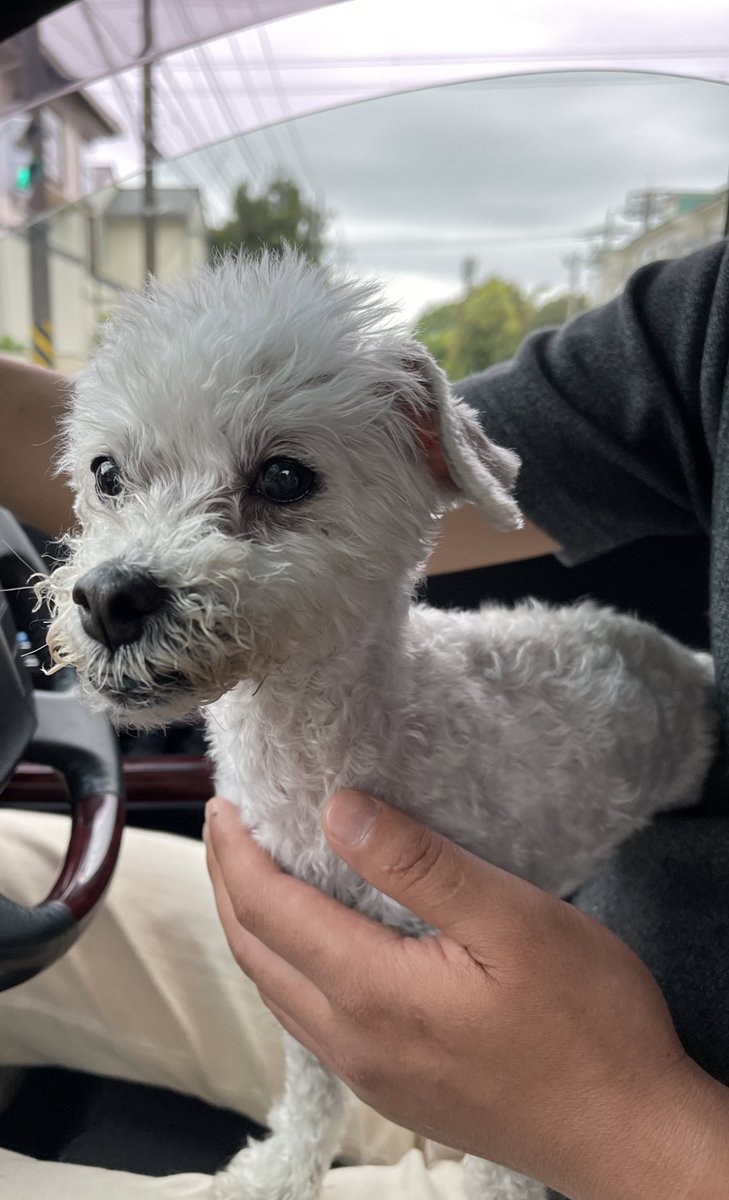rinnobkoma2's tweet photo. 川崎麻生区片平

マルチーズ？ミックス？
犬　4月30日　夕方
保護しました

飼い主の方　みていたらいいな https://t.co/WWBTyzdwGW