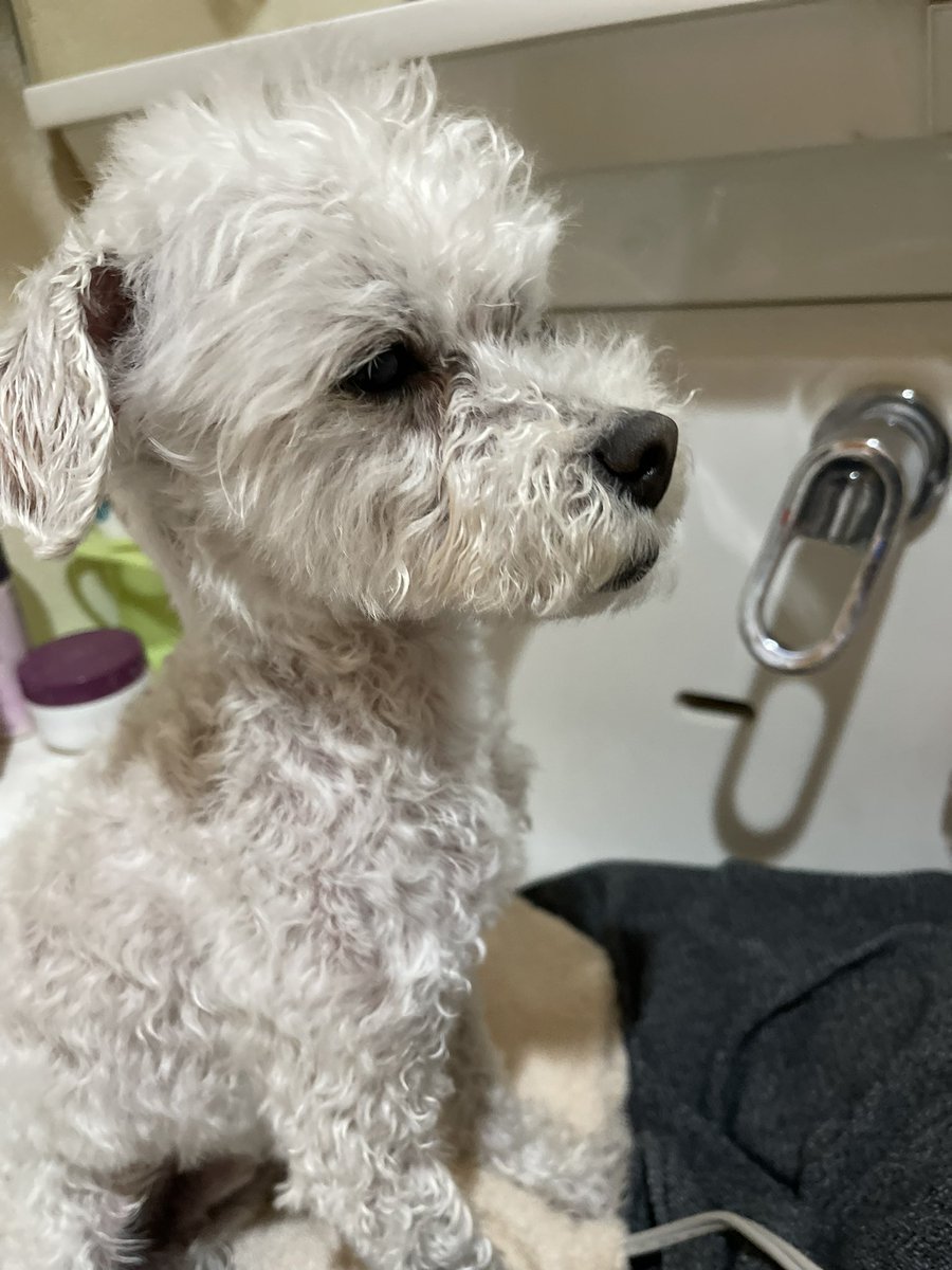 rinnobkoma2's tweet photo. 川崎麻生区片平

マルチーズ？ミックス？
犬　4月30日　夕方
保護しました

飼い主の方　みていたらいいな https://t.co/WWBTyzdwGW