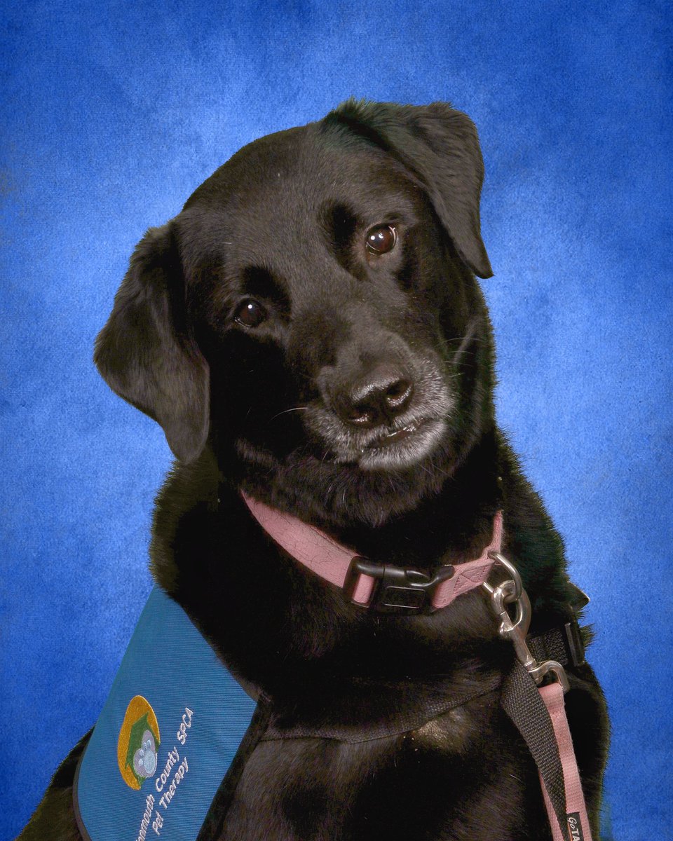 National Therapy Dog Day!  We love you, Maggie!