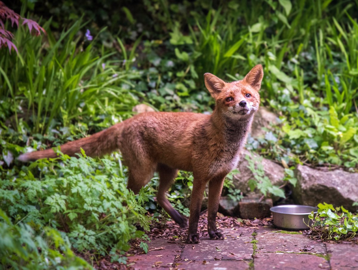 westernaspect's tweet photo. So cute! New photo of our regular #Bristol garden visitor. Over the last few months I've been gradually gaining his trust and developing our relationship. He's very relaxed around me now. There's a vixen too, but she always bolts at first sight of me. #Fox #FoxOfTheDay https://t.co/bzAXjJ9Wxo