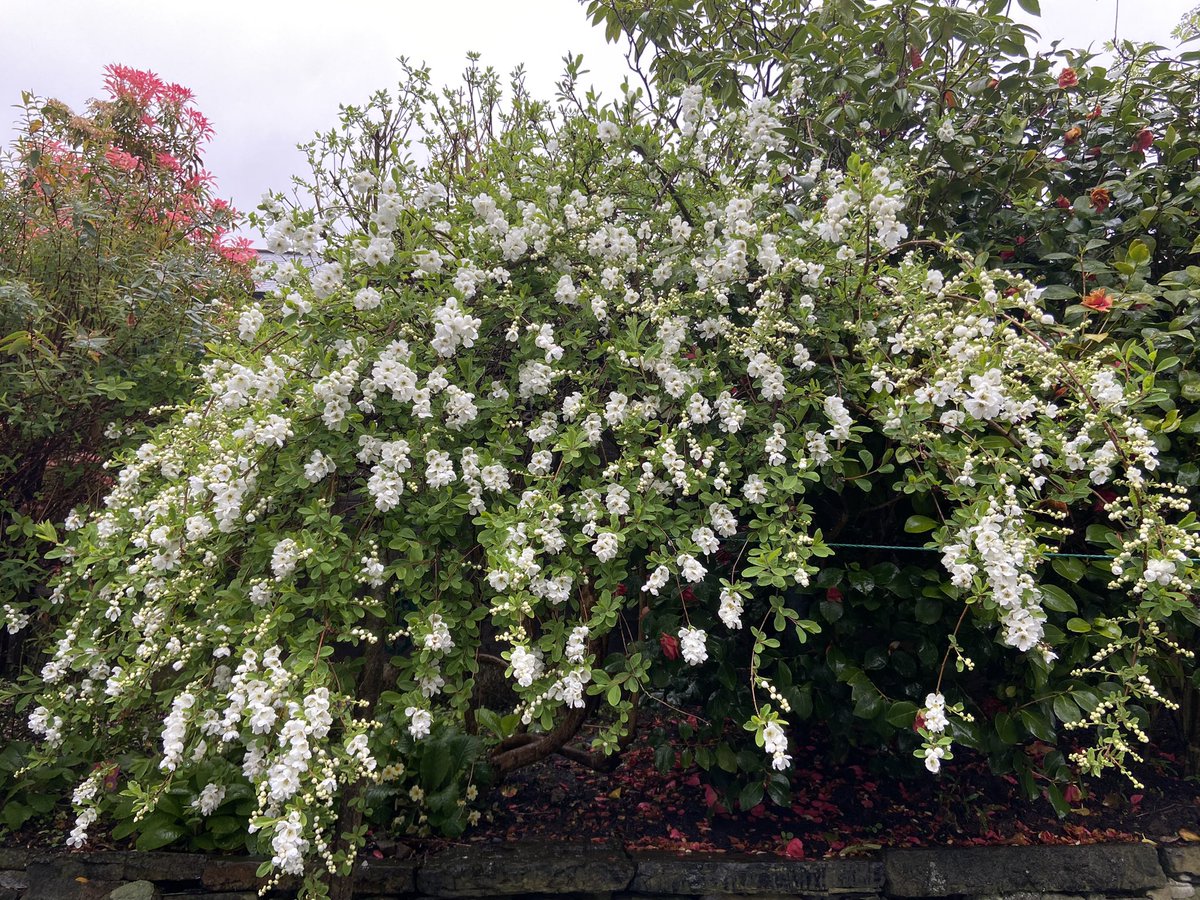 The Exochorda in the gentle north west rain. Glorious