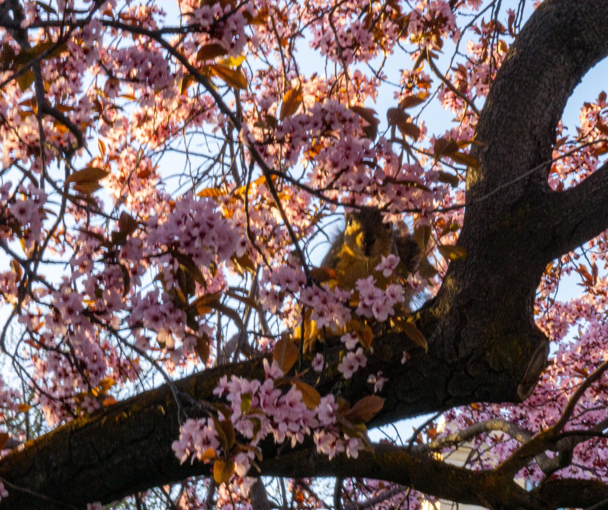 Good morning!
#Squirrel #PinkBlossoms
#Idaho