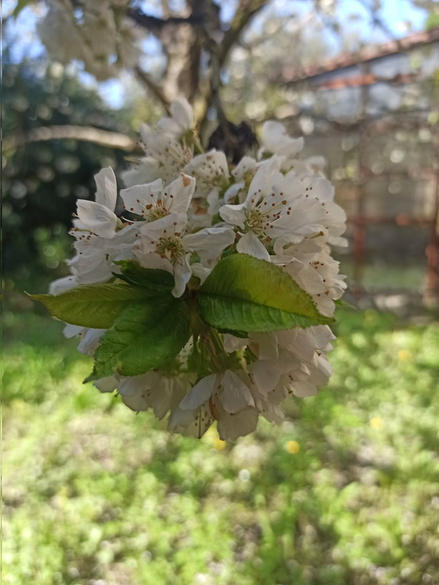 GGanszczyk's tweet image. Czereśnia. 🍒🌱 #April30th #Spring #Flowers #NaturePhotography